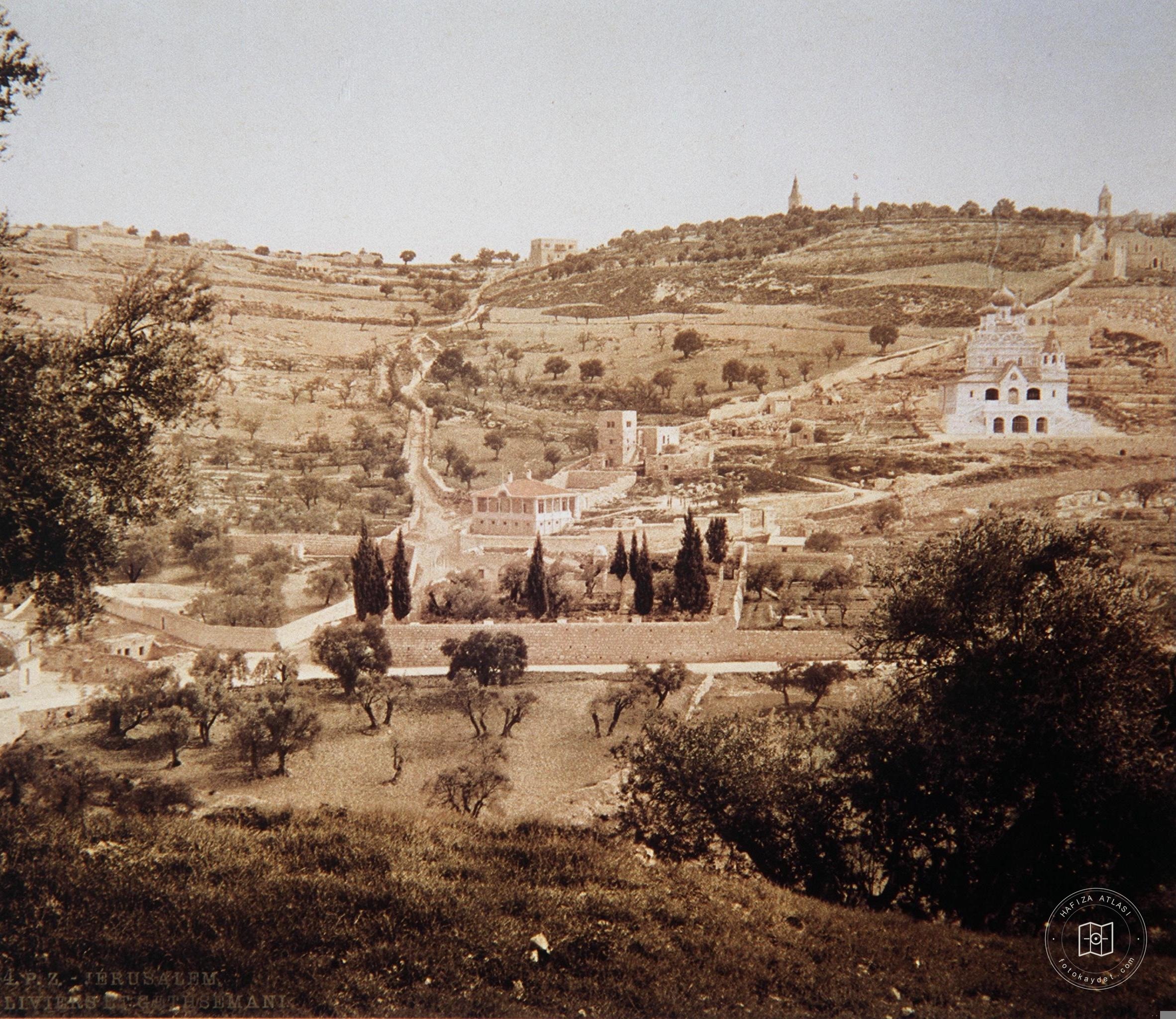 Jerusalem, olive trees in Gethsemane
