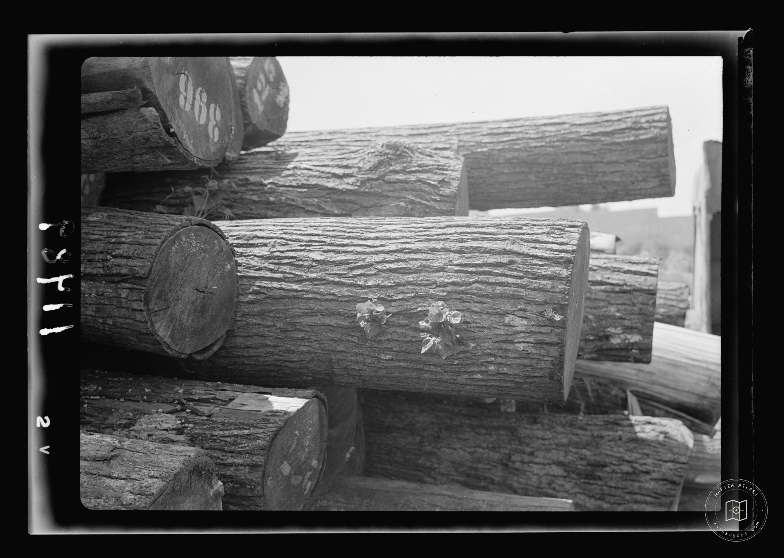 Wood logs for match production, Nablus