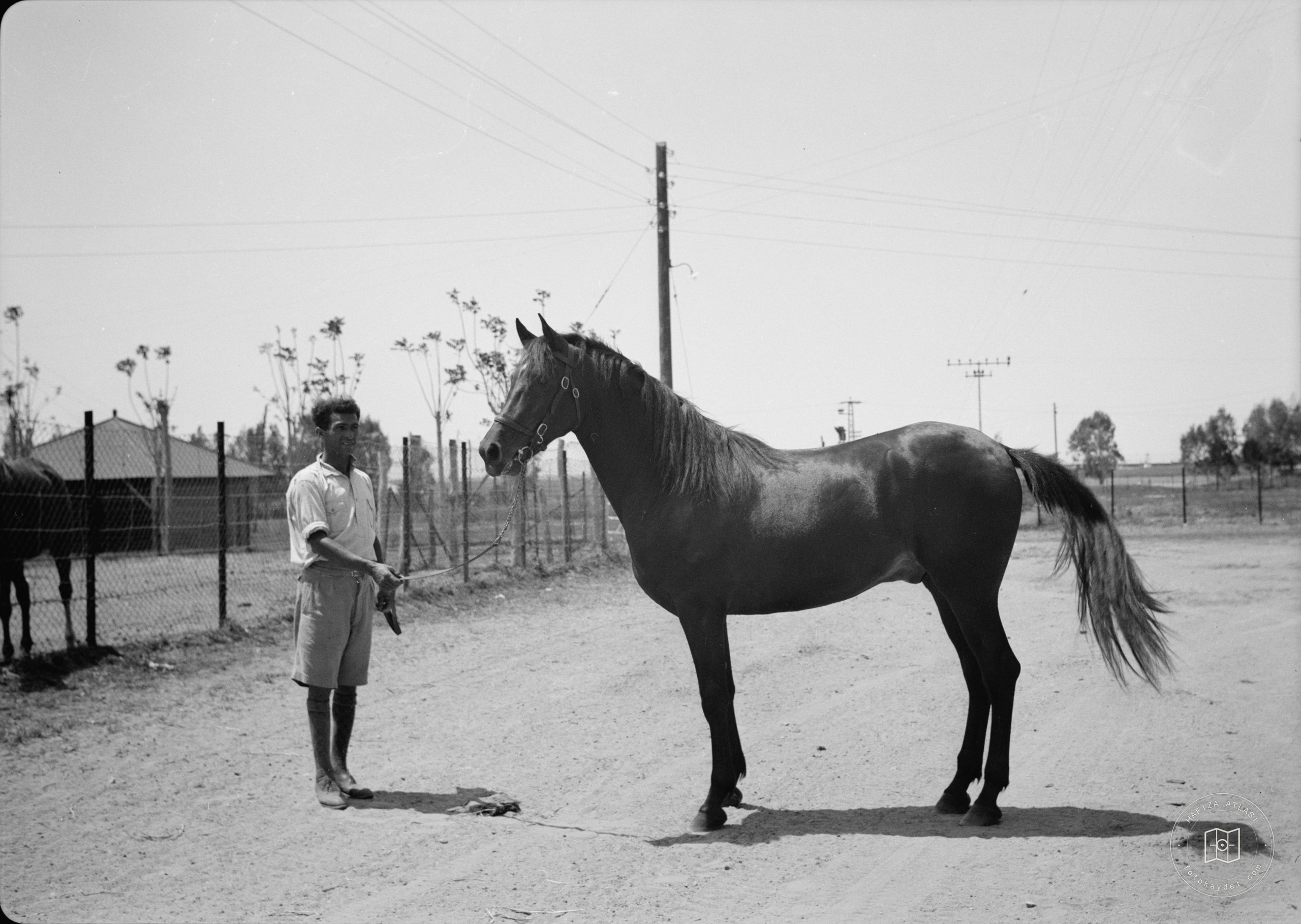 Government Stud Farm, Acre. Young 2 year old pure Arab stallion