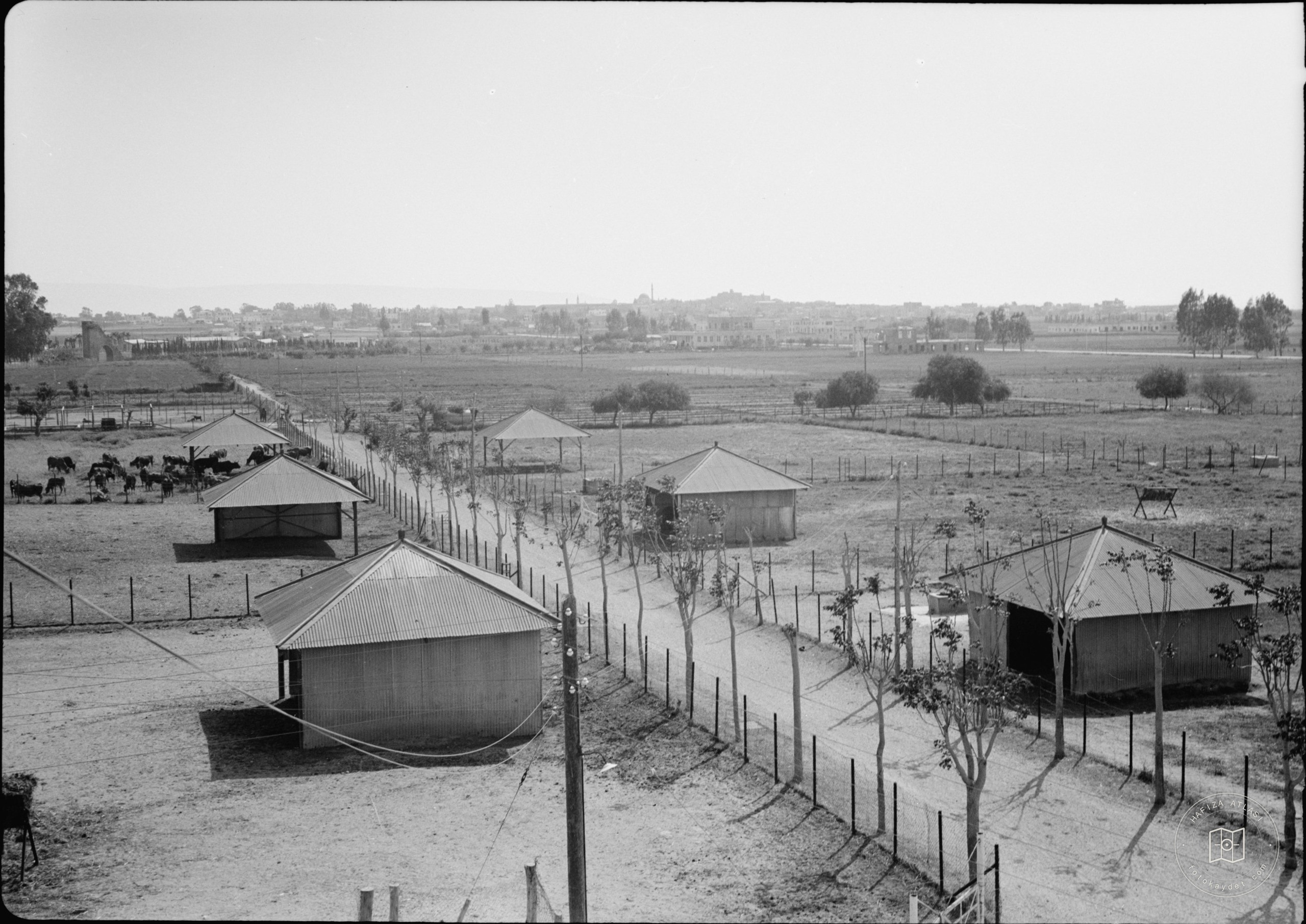 Government Stud Farm, Acre. The cow yards and adjourning fields, Acre in background