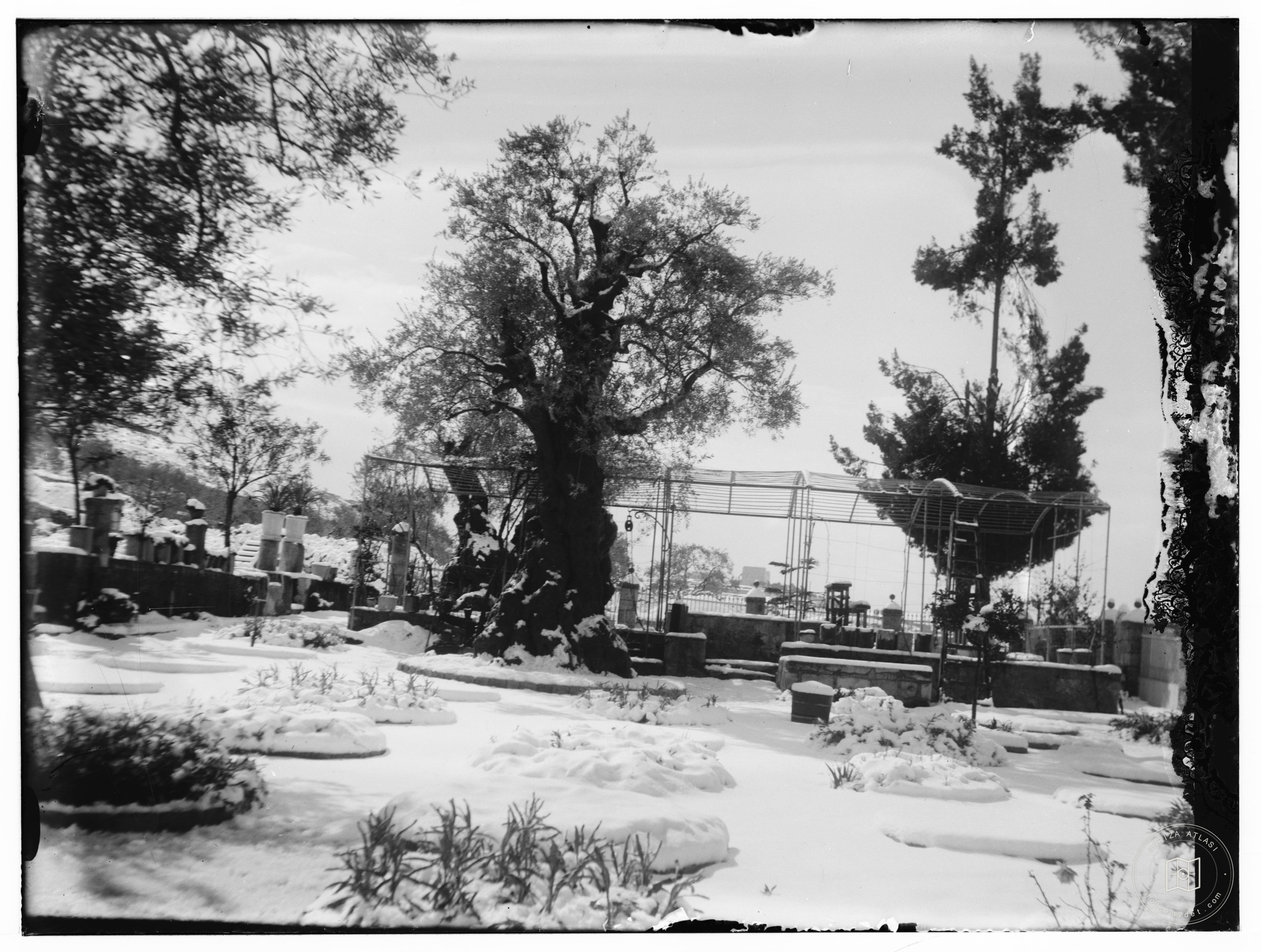 Snow in Jerusalem, 1921. Trees, gazebo, and garden?