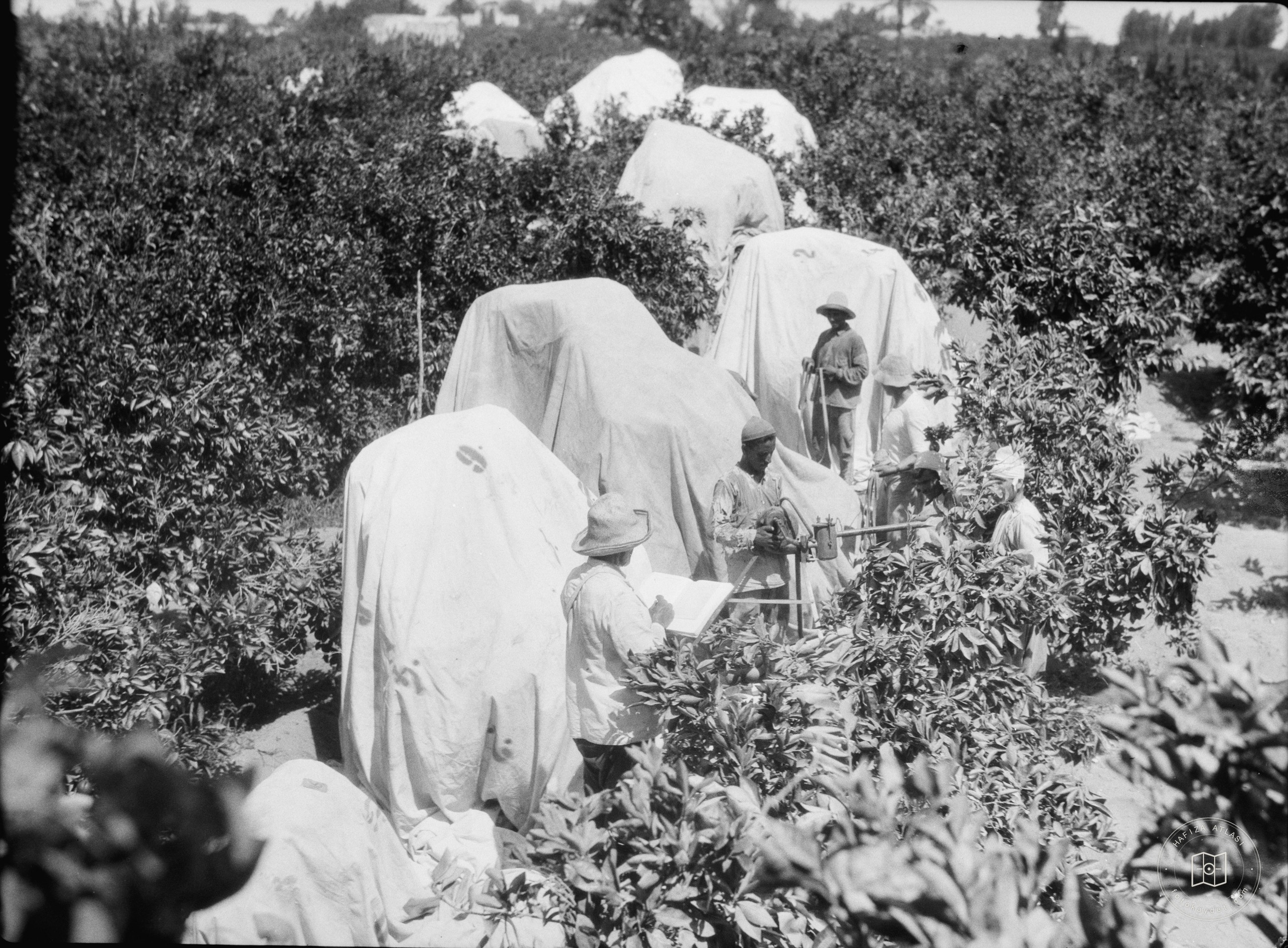 Fumigating orange groves at Jaffa showing trees enclosed with tarpaulins