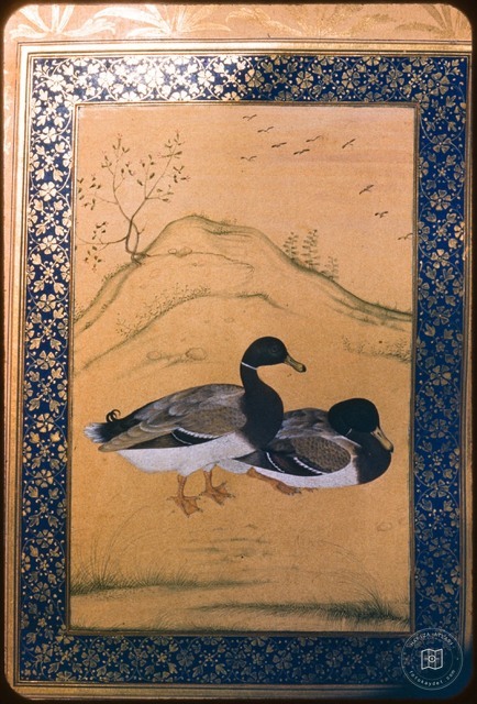 İki Erkek Ördek