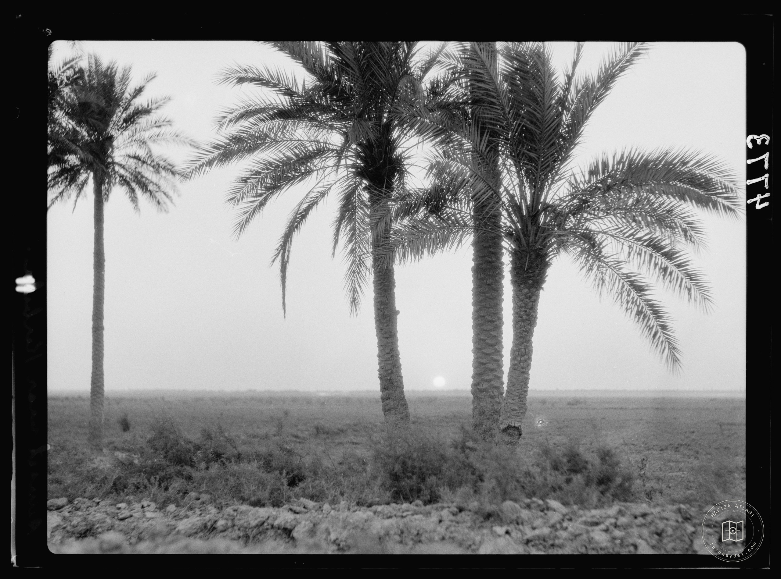 Kerbela. Second holy city of the Shiite Muslims. Sunset through the palms of Kerbela