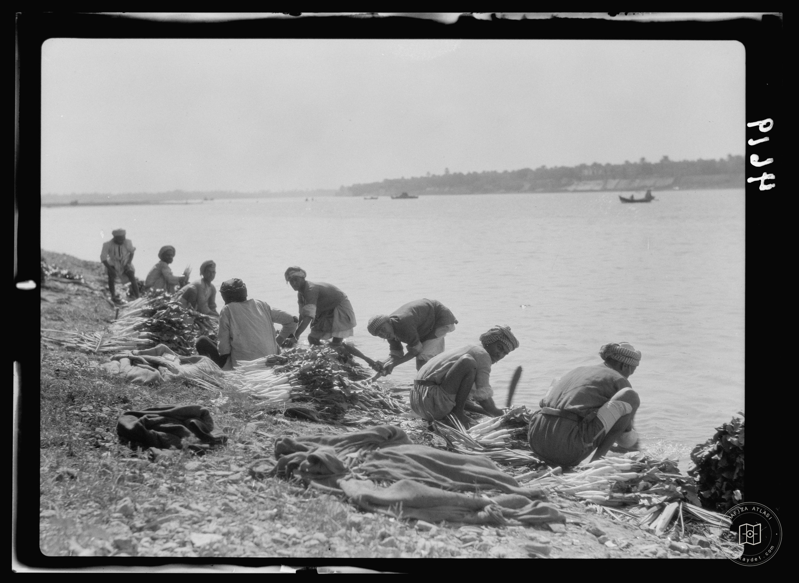Baghdad. The Tigris. Washing radishes. Along the river banks