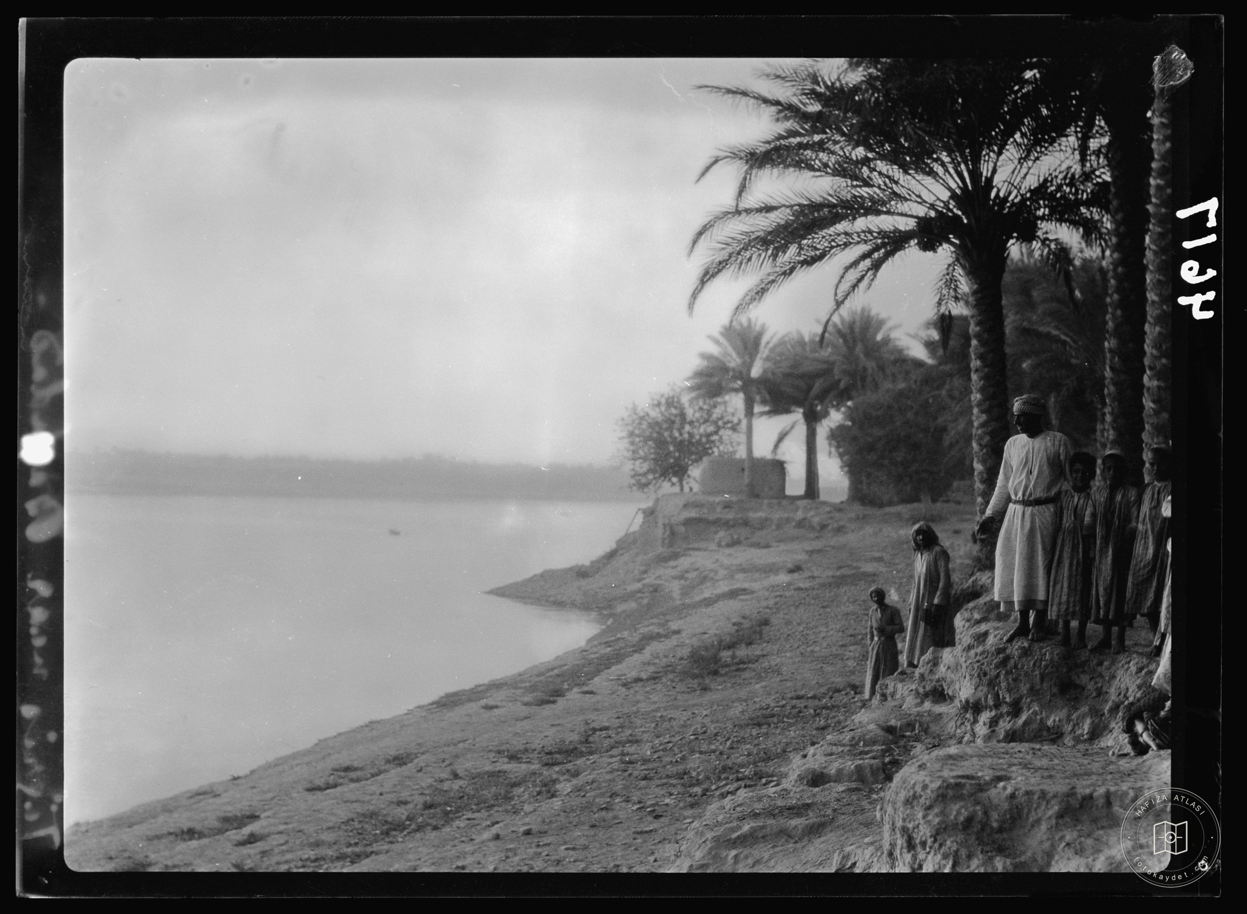 Baghdad. The Tigris. Palm grove on the banks of the river