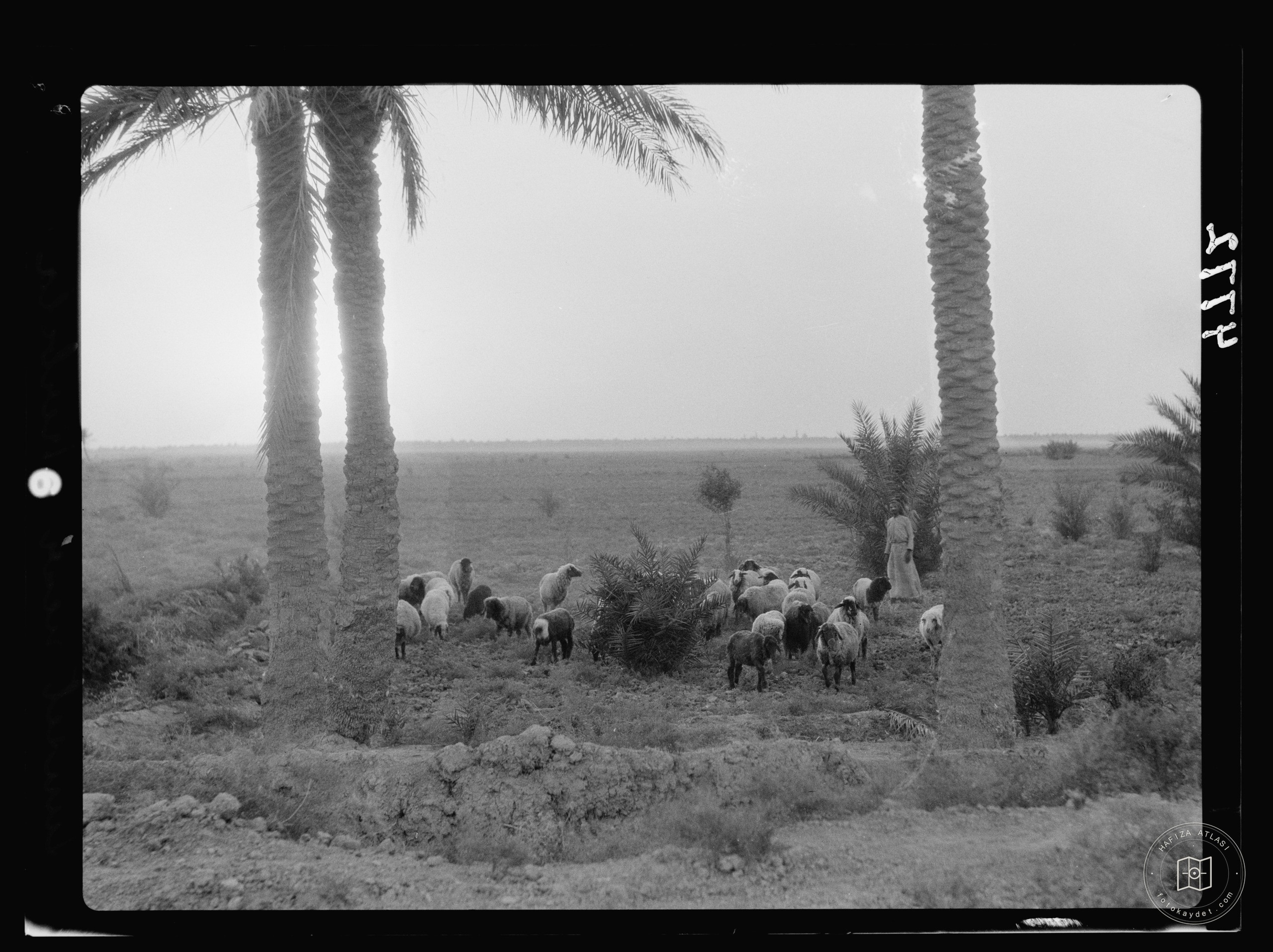 Kerbela. Second holy city of the Shiite Muslims. Pastoral scene near Kerbela