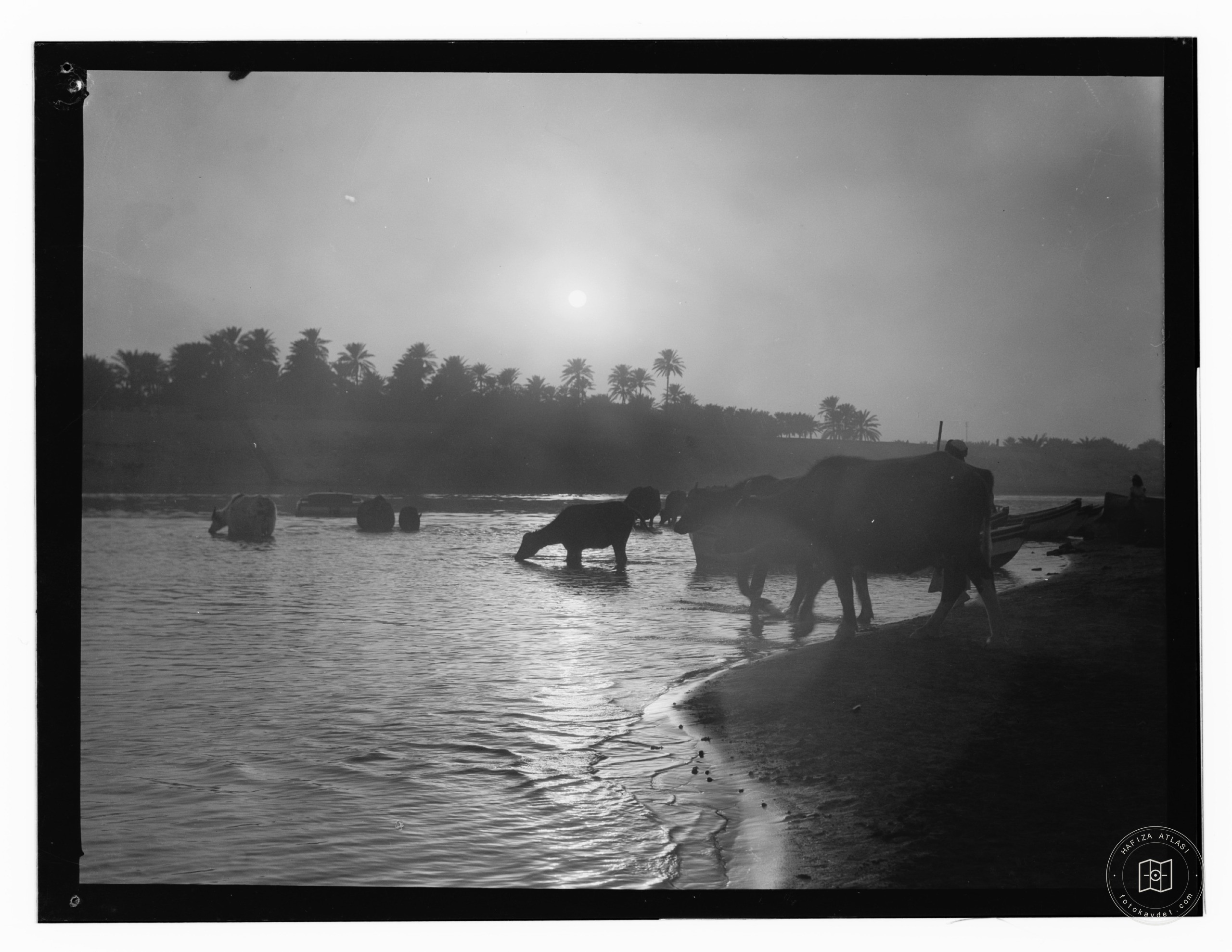 cows in moonlight at river, or sunrise or sunset