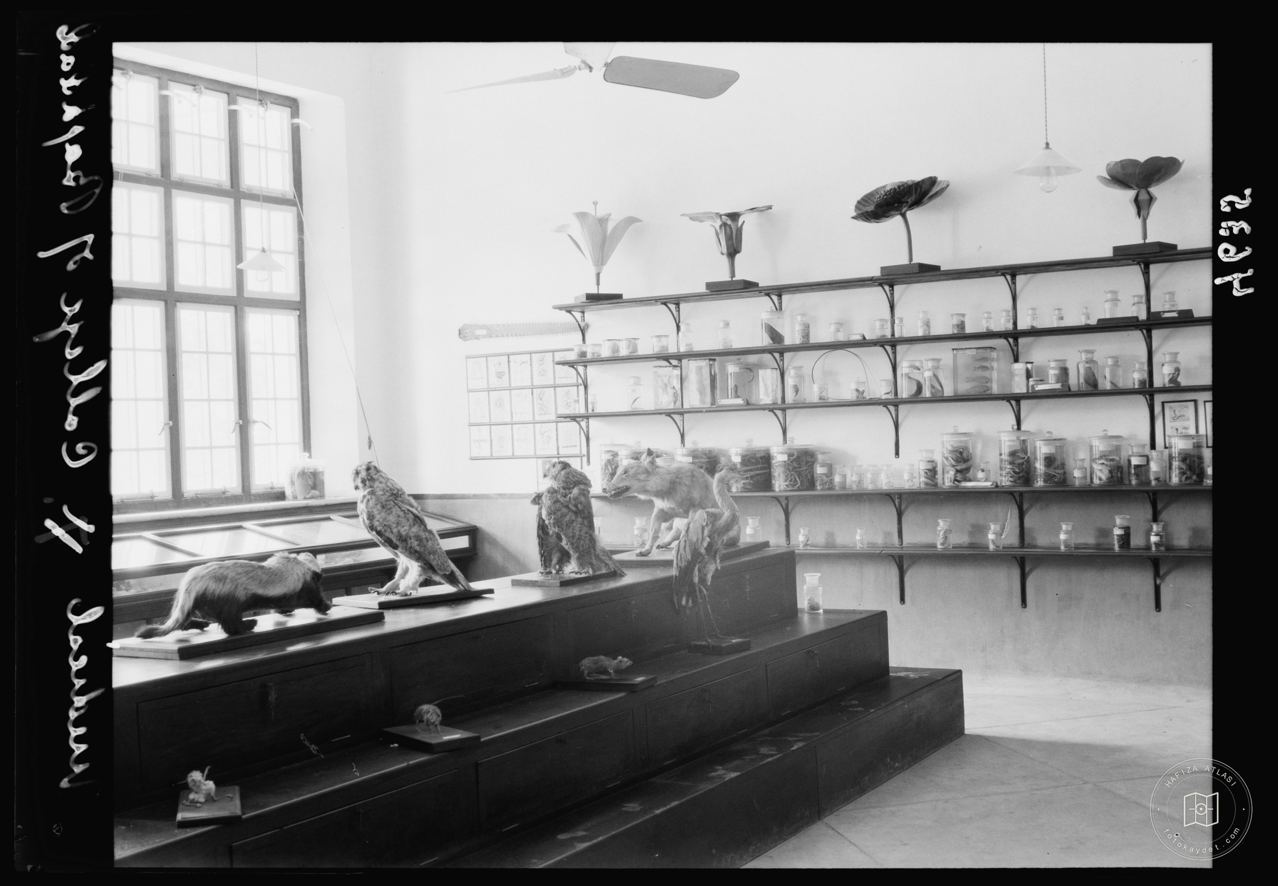 Royal College of Medicine of Iraq. Baghdad. Medical College. The Museum of Biology