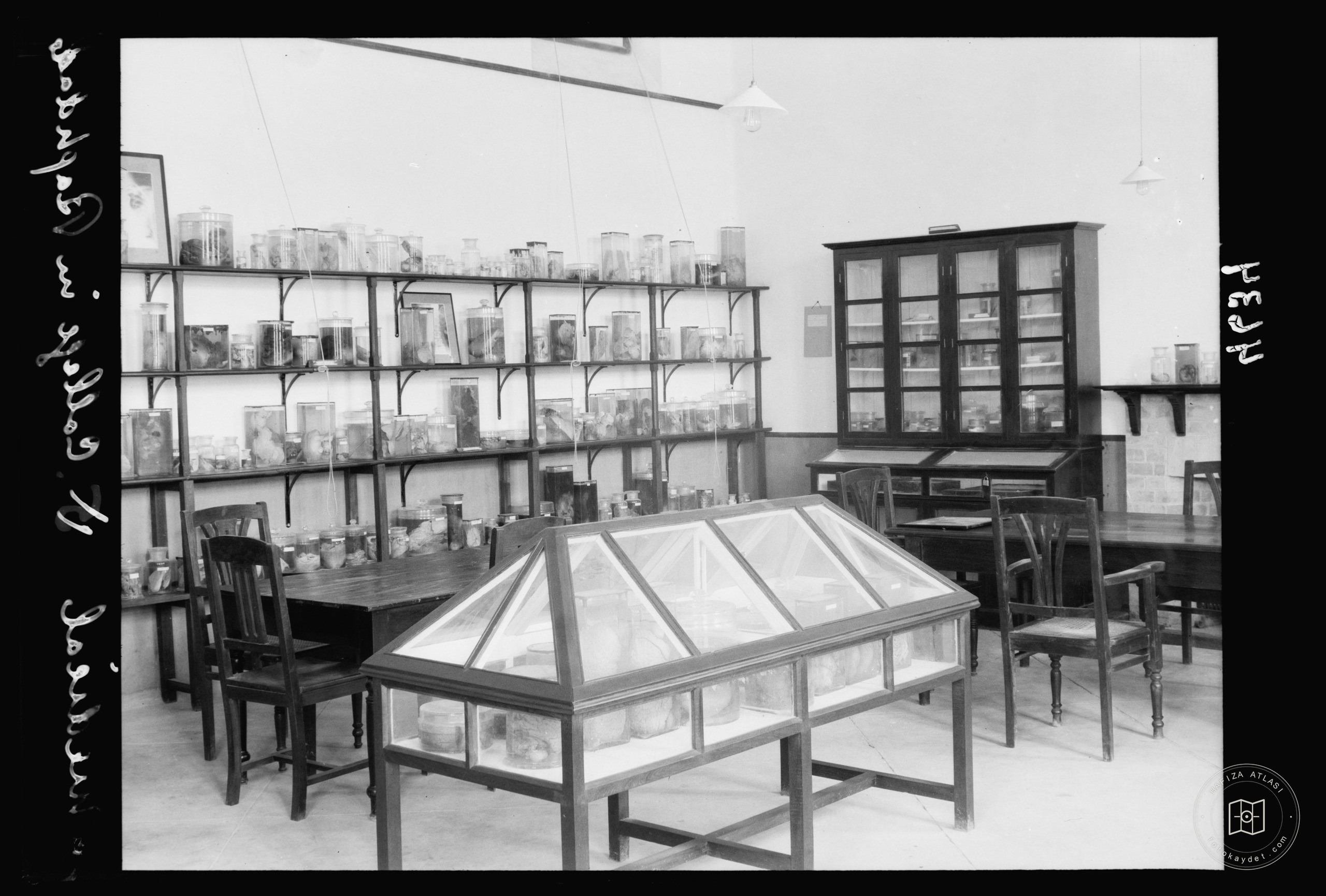 Royal College of Medicine of Iraq. Baghdad. Medical College. The Pathological Museum