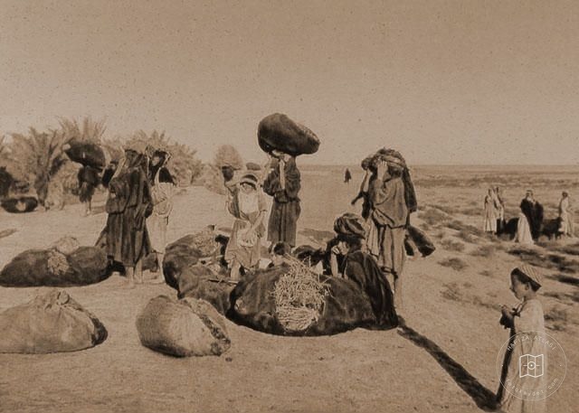 Iraq — Gathering brushwood for fuel