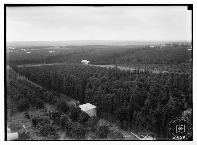 Orchards and a coastal shrine at Herzliya