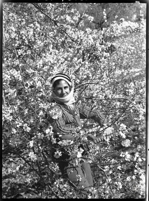 A young man among almond blossoms in Nablus