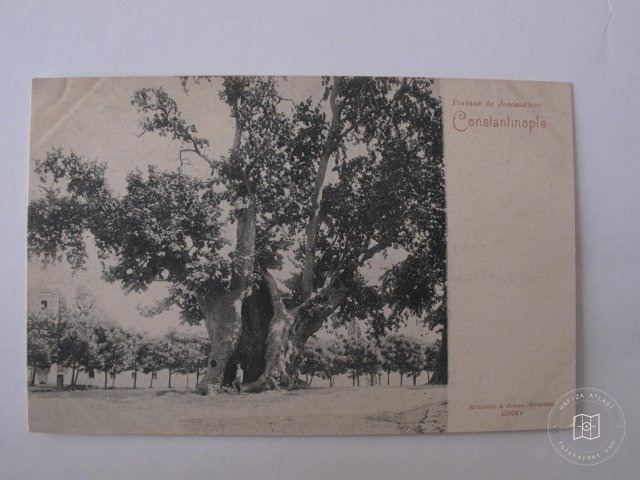 Yeniçeri Ağacı