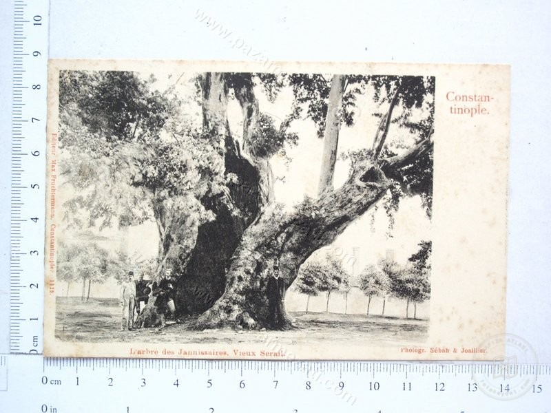 New Tree