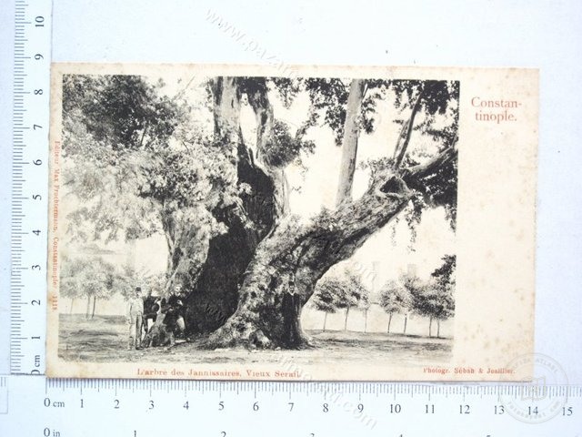 New Tree