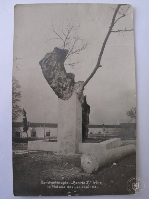 Ayairini Yeniçeri Ağacı