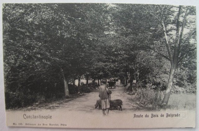 Belgrad Ormanı