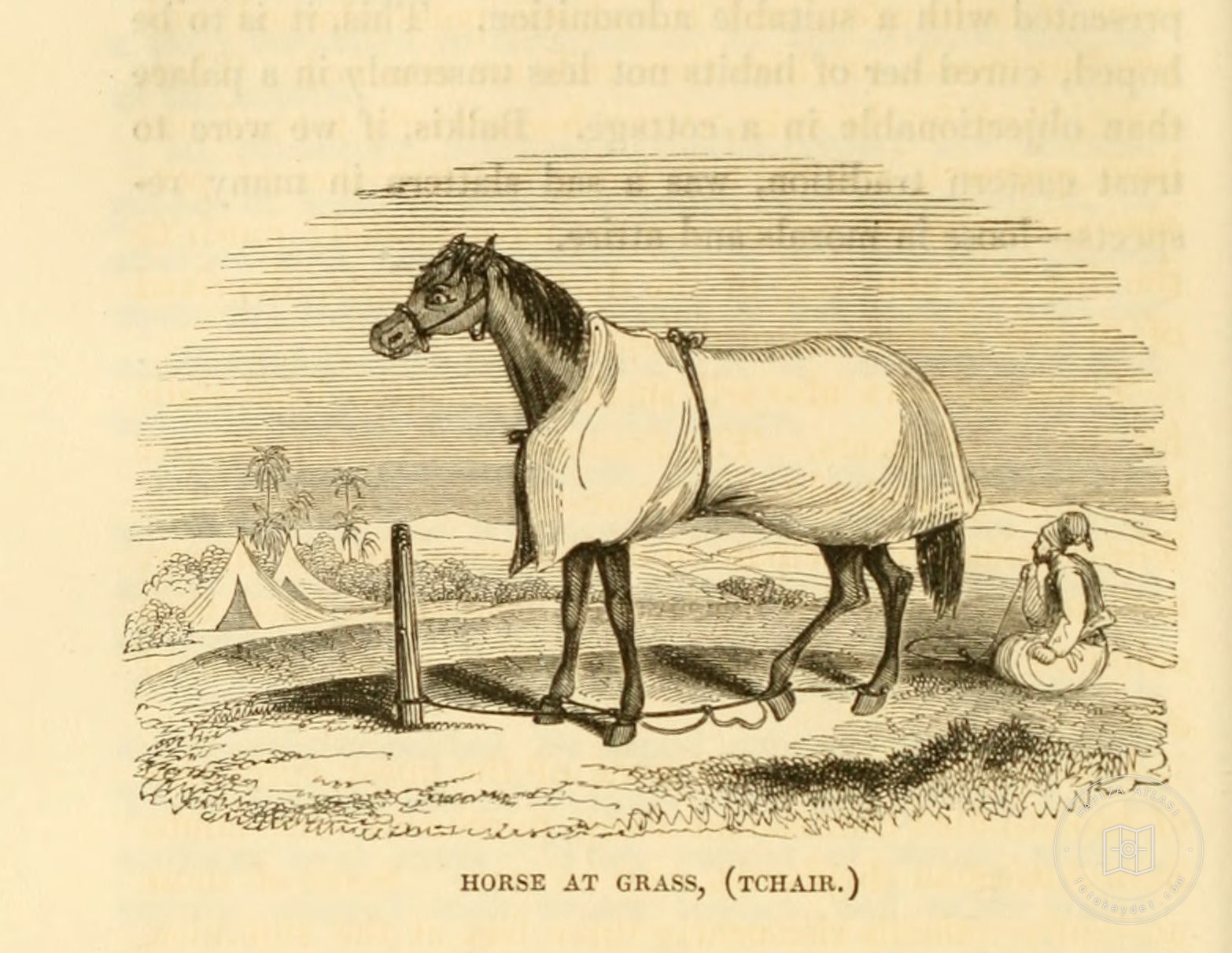 Engravings — Engraving