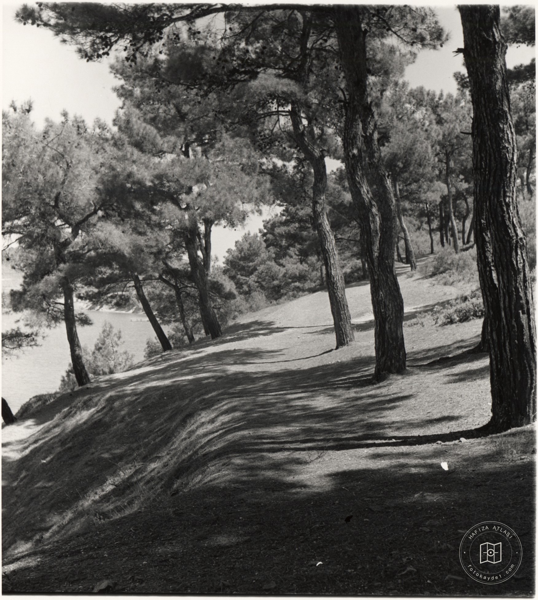 Ağaçlık Alanda Bir Yol