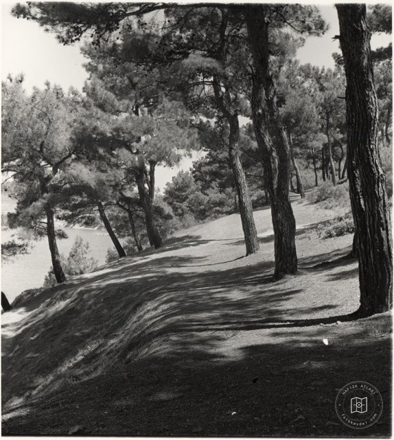 A Path through a Wooded Area