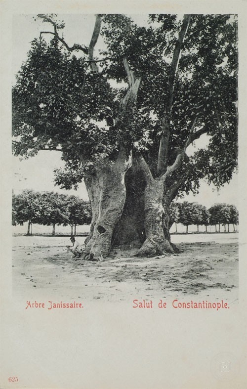 Sultanahmet Yeniçeri Tree