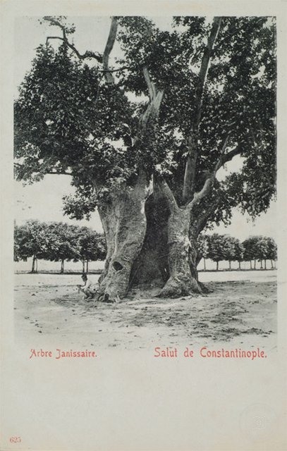 Sultanahmet Yeniçeri Tree