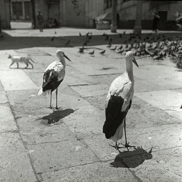 Historic Cities and Architecture — Archive record