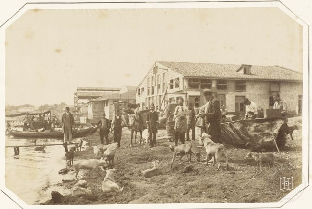 Street Dogs