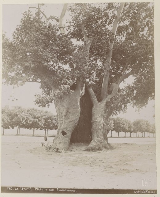 Yeniçeri Ağacı Gülmez Fréres Fotoğrafı