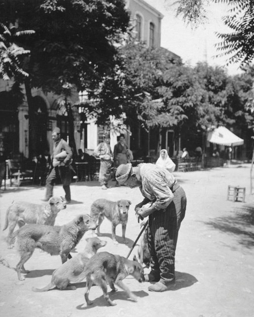 Sokak Köpekleri