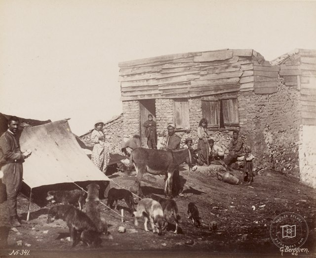 Köpekler Guillaume Berggren