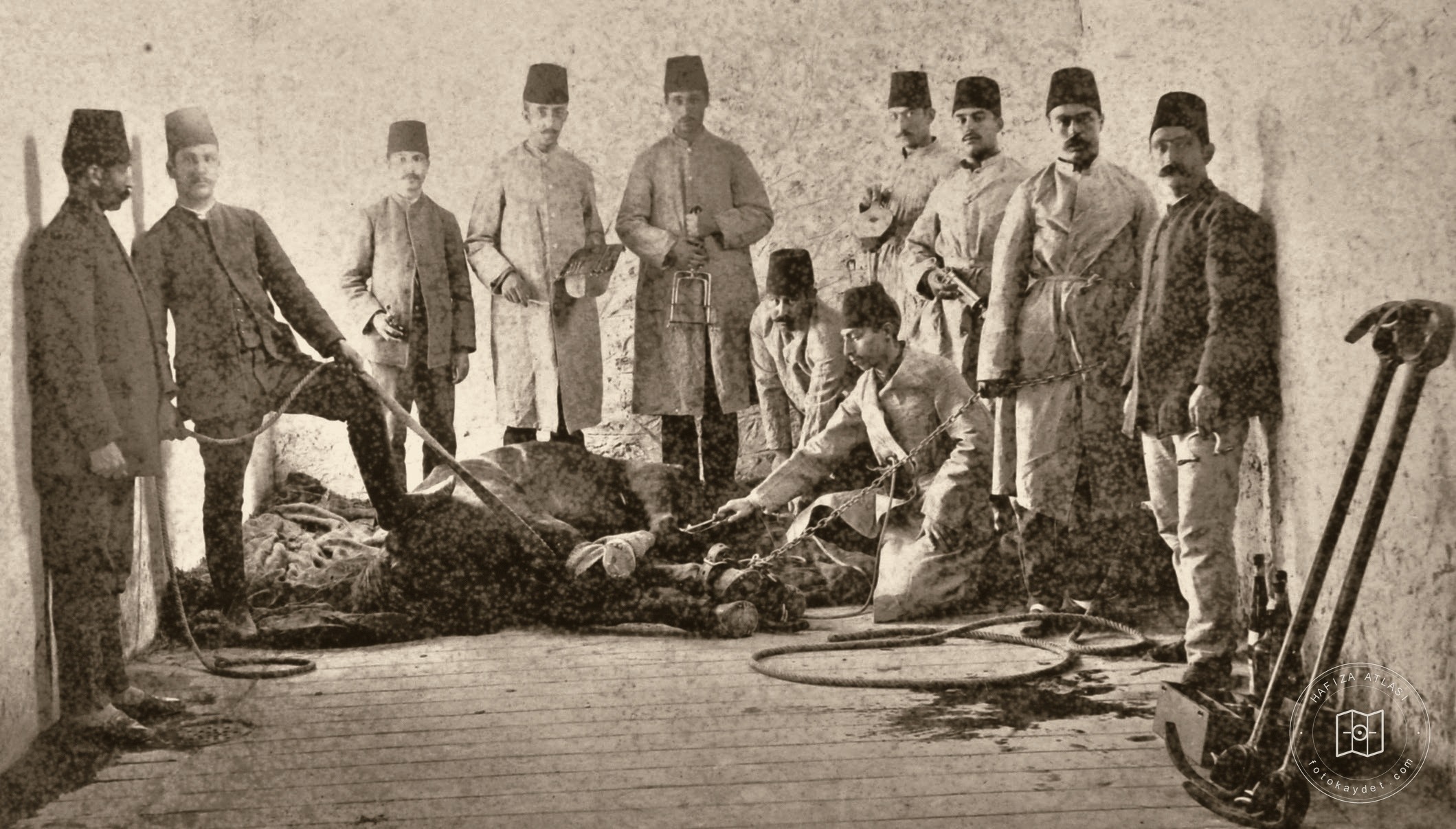 Practical veterinary lesson at Halkalı Agricultural School