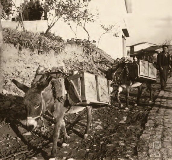 Delivering water to homes by donkey