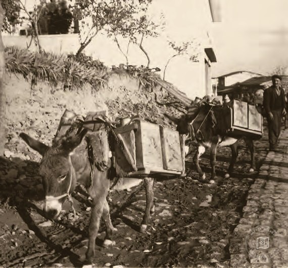 Delivering water to homes by donkey