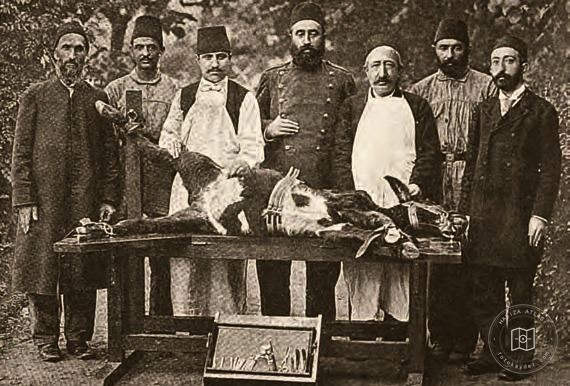 Hüseyin Remzi Bey and vaccination institute staff preparing a calf for smallpox vaccine production