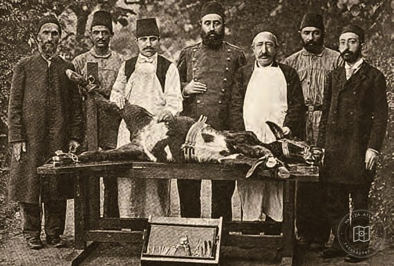 Hüseyin Remzi Bey and vaccination institute staff preparing a calf for smallpox vaccine production