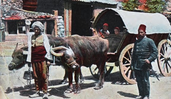 Buffalo cart