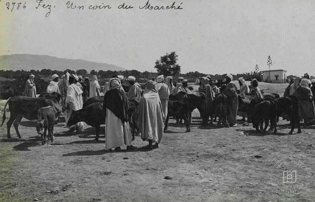 Fes — Surların önünde eşek pazarı