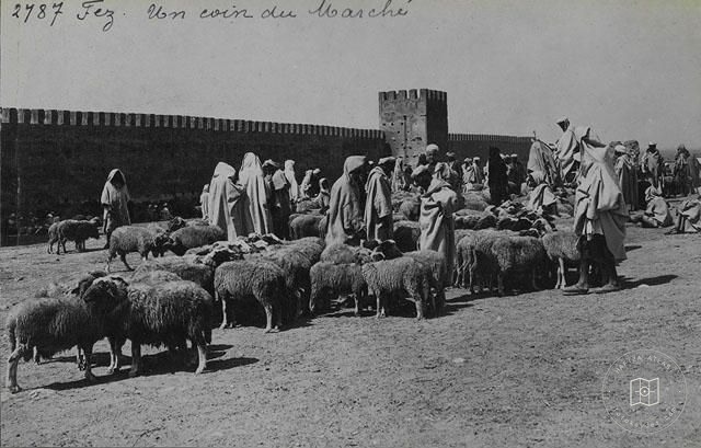 Fes — Surların yanında koyun pazarı