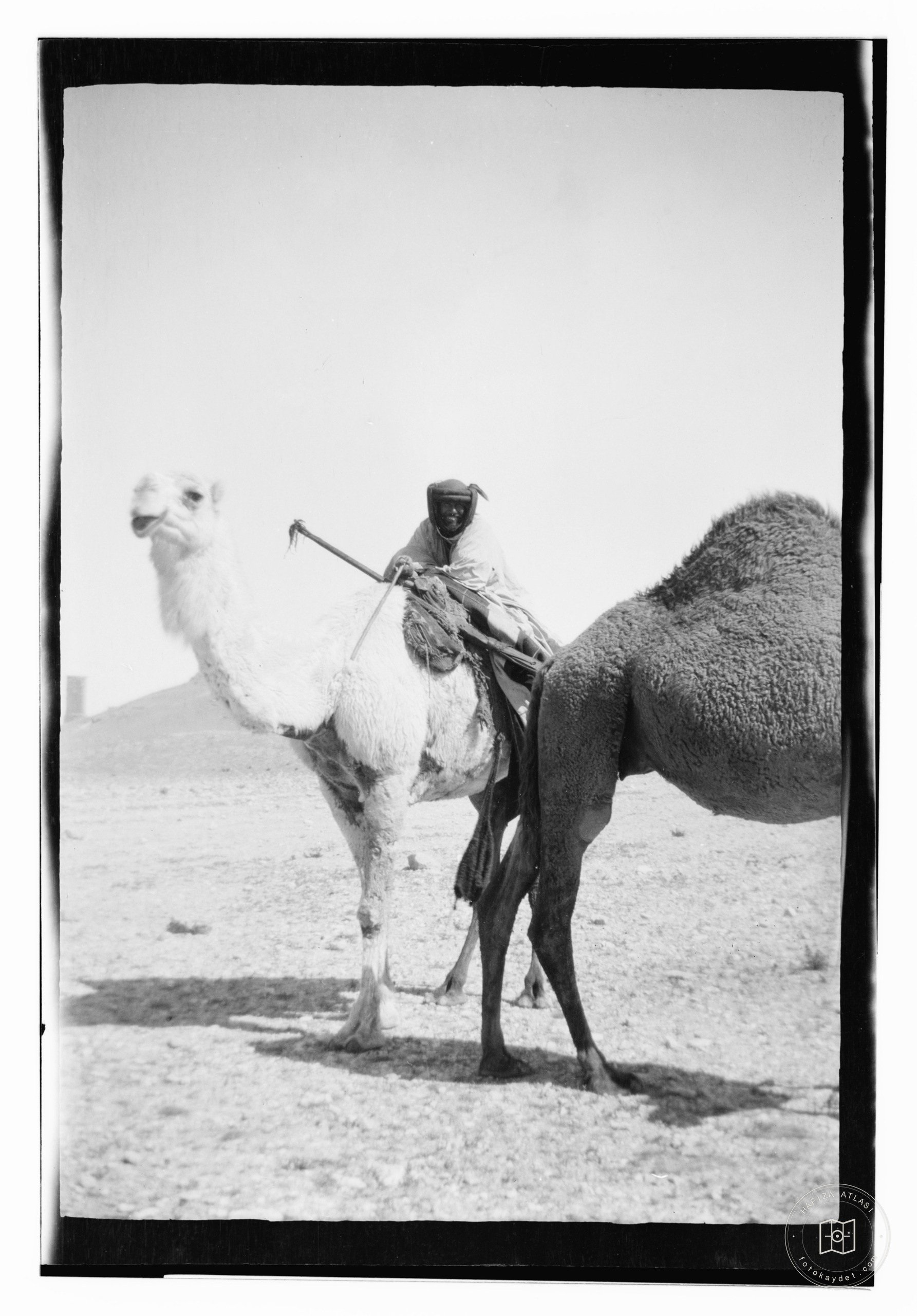 Camels crossing desert to Palmyra