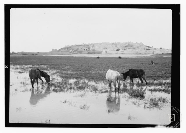 Palmira, Mayıs 1929