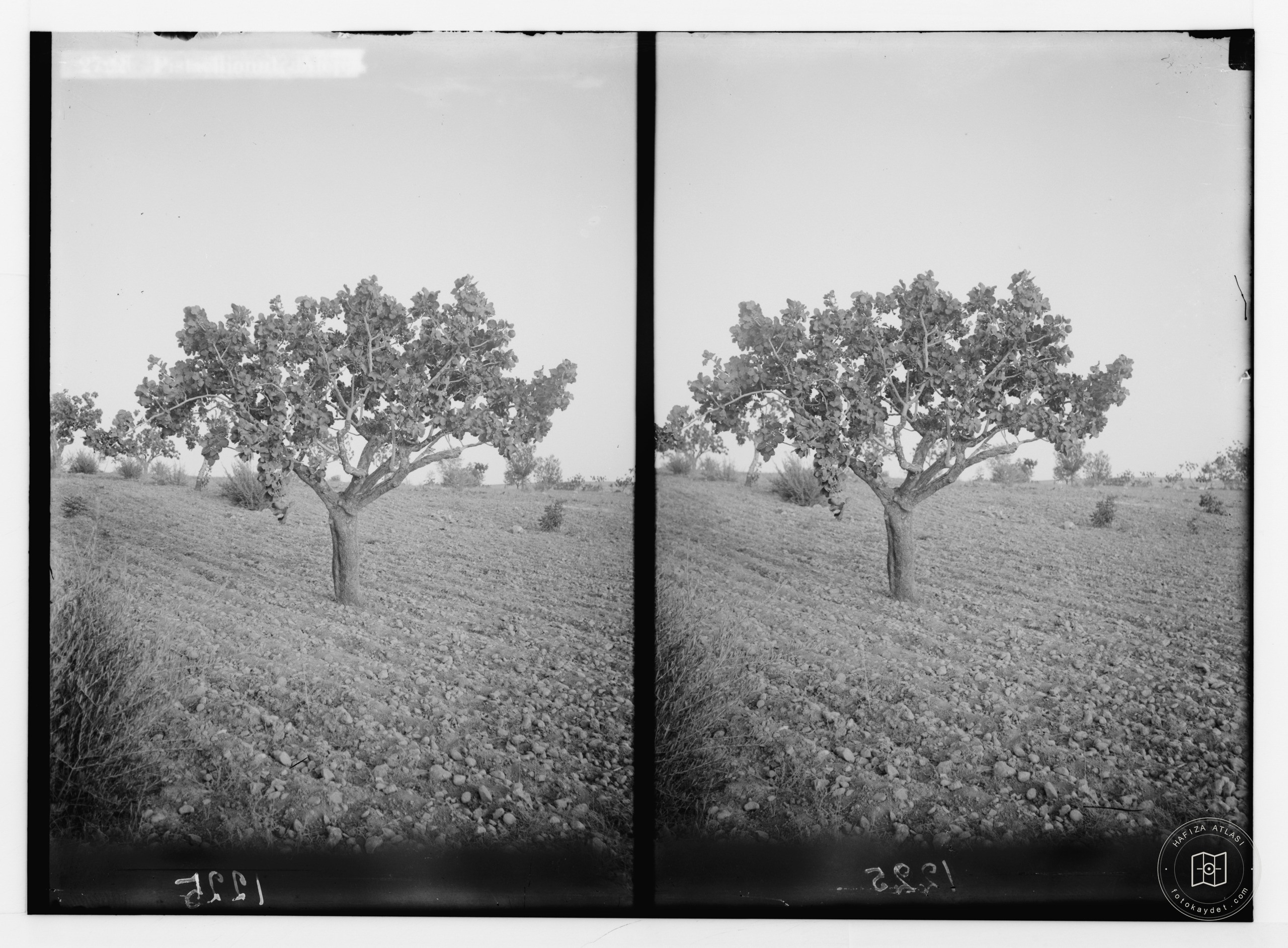 Trees and shrubs. Pistachionut, Aleppo. (Pistacia vera L.)