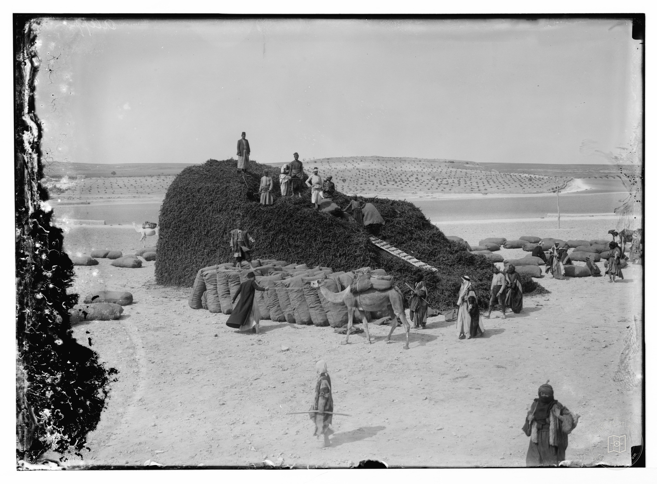 Piling licorice root at Aleppo