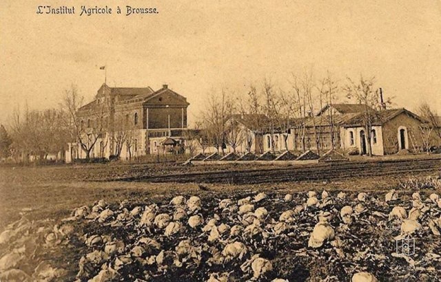 Bursa