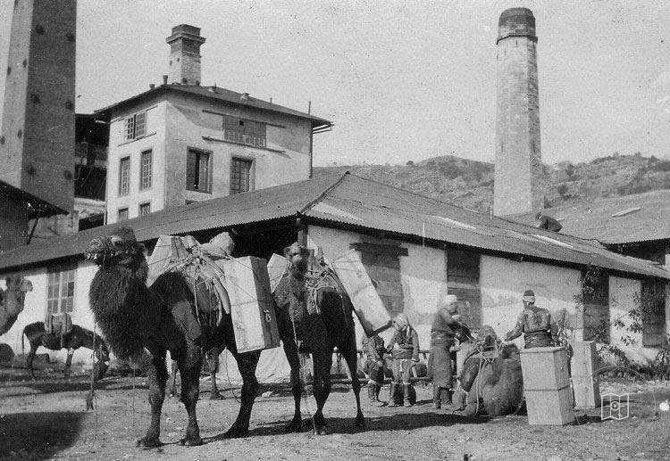 Söke Meyan Kökü Fabrikası