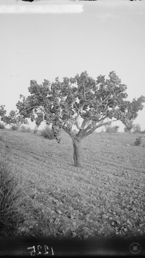 Trees and shrubs. Pistachionut, Aleppo. (Pistacia vera L.)