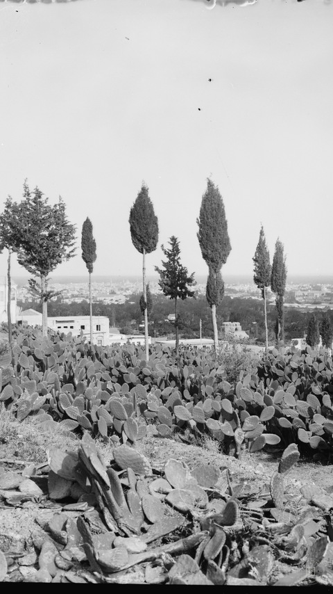 Şam