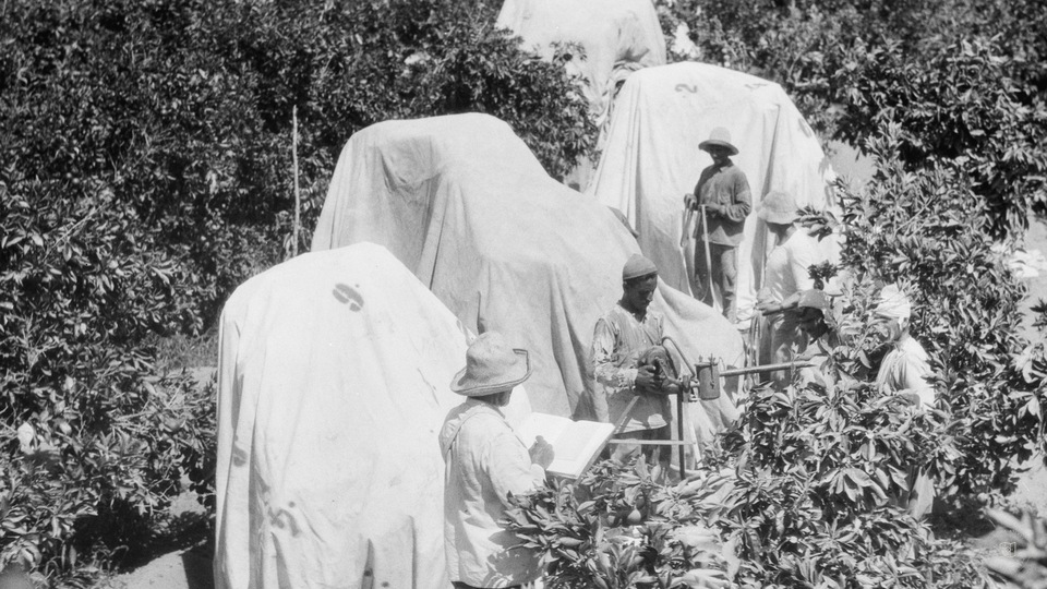 Fumigating orange groves at Jaffa showing trees enclosed with tarpaulins